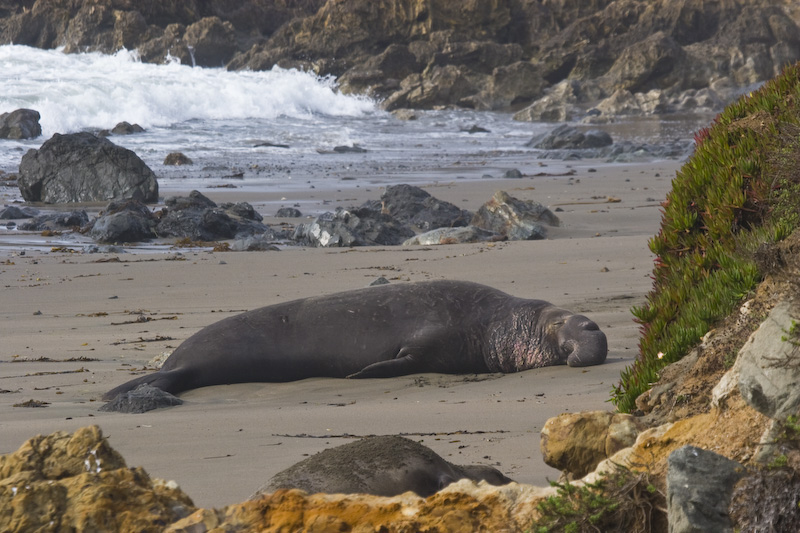 Northern Elephant Seal On Beach